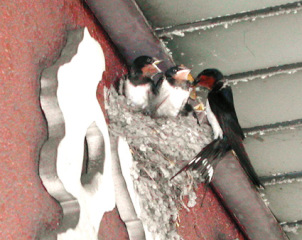 �t���[��