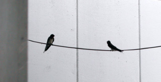 �t���[��