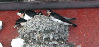 �t���[��