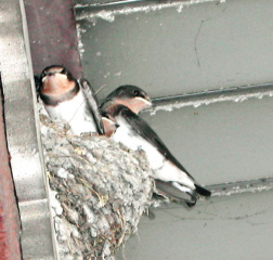 �t���[��